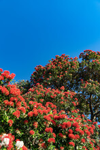 Brilliant Red Bloom Of Pohutukawa Tree In Spring.
