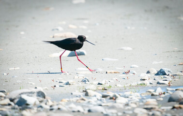 Sticker - Rare black stilt bird on stony lake foreshore.
