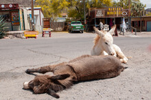 Sleeping Mules On The Road In Oatman Arizona