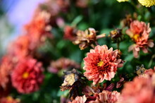 Dec 10, 2020. The Photo Was Taken At The Chrysanthemum Exhibition In Taipei Shilin Official Residence, Taipei, Taiwan. Focus On The Foreground Flower Against The Blurred Background.