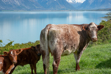 Poster - Brown cow and calves with snow capped Southern Alps across Lake Ohau background