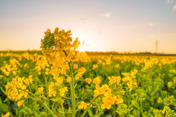 Canvas Print - Close up view of rapeseed flower at sunset with lens vignette