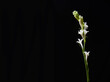 elegant branch white orchid isolated on a black background, with copy space