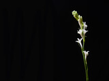 Fototapeta Kwiaty - elegant branch white orchid isolated on a black background, with copy space