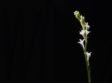 Elegant Branch White Orchid Isolated On A Black Background, With Copy Space