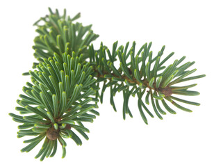 Wall Mural - Green branch of a Christmas tree isolated on a white background.