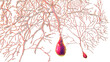 Purkinje neuron, GABAergic neuron located in the cerebellum