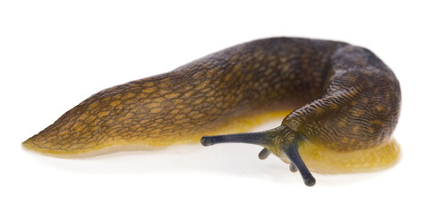 Slug isolated on a white background/