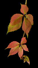 Canvas Print - Autumn red green leaves of grapes isolated on a black background.