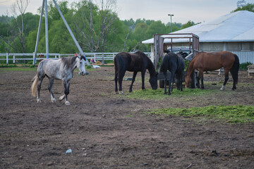 Horses eating grass in the corral against the backdrop of the setting sun.