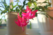 Schlumbergera Cactus Flower Winter Plant (zygocactus, Holiday Or Crab Cactus) In White Pot On Window. Red Pink Schlumbergera Flower. In Brazil Genus Is Referred To As Flor De Maio (May Flower)