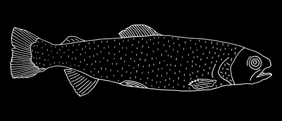 Wall Mural - Rainbow trout fish hand drawn. White contour of fish on black background. Vector illustration.