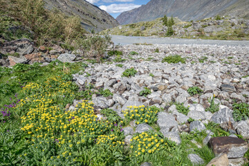 Wall Mural - flowers rhodiola rosea mountains river summer clouds