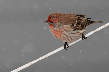 a house finch flits around a backyard in the colorado mountains.