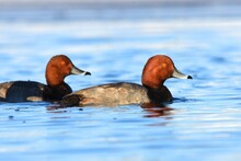 A Male Redhead Duck Swims On A Pond In Colorado During The Winter.
