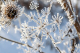 Fototapeta Natura - Hoar frost covered angelica. White angelica. Frozen plant in the field. Inflorescence umbrella. Snow white plant. Snowflakes. Winter patterns. Icicles. Snow crystals.