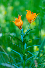 Orange lily, Fire lily or Tiger lily (Lilium bulbiferum) Col de la Cayolle, Ubaye Valley, Vallée de l'Ubaye, Alpes Haute Provence, Provence, France, Europe