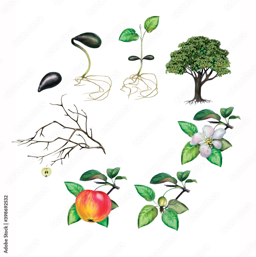 life cycle of plants Stock Illustration | Adobe Stock
