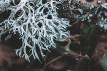Evernia Prunastri, Also Known As Oakmoss, Is A Species Of Lichen