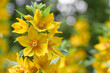 Yellow Loosestrife (Lysimachia vulgaris) flowers close up