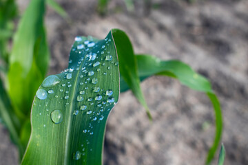 Close up view of water drops on green leaf. Macro photo of corn leaf after rain