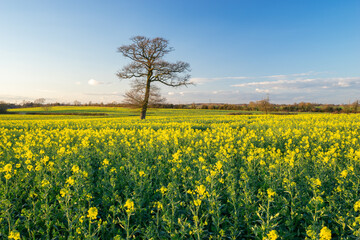 Canvas Print - Lone tree at apeseed field 