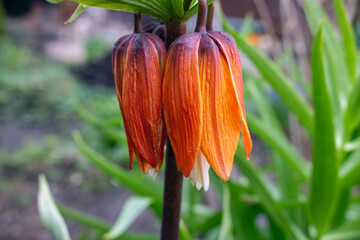 Fritillaria (fritillaries) is a genus of spring flowering herbaceous bulbous perennial plants in the lily family (Liliaceae). 