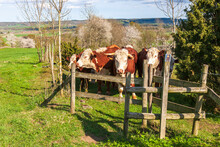 Beef Cattle Standing At A Gate In A Nature Reserve