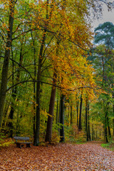 European deciduous forest in autumn