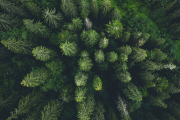 Aerial view of green tops of pine wood, top view