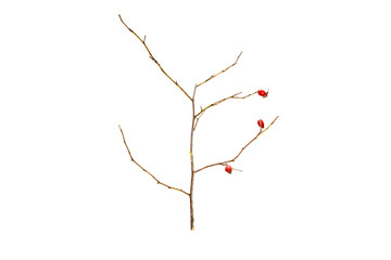 Poster - tree branch without leaves isolated on white background