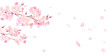 春の花：さくらと散る花びらのバナー背景。水彩イラスト（ベクター。レイアウト変更可能。）
