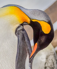 Wall Mural - king penguin with colorful breeding feathers preening