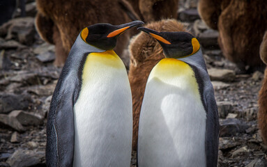 Wall Mural - king penguins, who mate for life, stand together onn south georgia