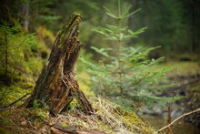 Rotten Tree Stump In The Pine Forest, Non Urban Scene, Beautiful Wild Nature Without People