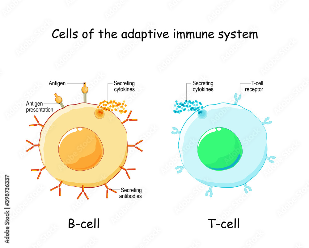 B-cell and T-cell. Adaptive immune system