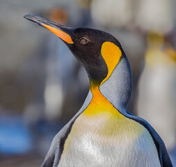 Wall Mural - profile facing left of king penguin with colorful breeding feathers