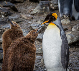 Wall Mural - young king penguin, pesters his parent for food