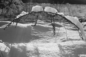 Wall Mural - Dry grass in snow grows on a white snowy field.