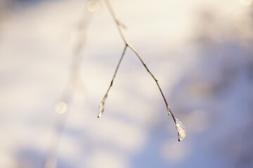 Wall Mural - Dry grass in ice on a white snowy field.