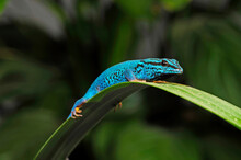 Himmelblauer Zwergtaggecko // Turquoise Dwarf Gecko (Lygodactylus Williamsi)