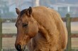 Buckskin horse with winter coat