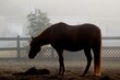 Foggy Horse Silhouette