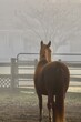 Horse Looking Off into Foggy Distance