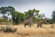 Giraffe (Giraffa Giraffa) And It's Calf Moving Through Grass And Trees In The Timbavati Reserve, South Africa
