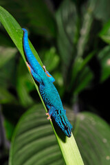 Wall Mural - Turquoise dwarf gecko // Himmelblauer Zwergtaggecko (Lygodactylus williamsi)