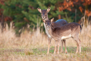 Wall Mural - two fallow deer, dama dama, standing on field in autumn nature. hind mother with young fawn looking 