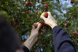 © Robert Petrovic - Man handpicking apples from tree