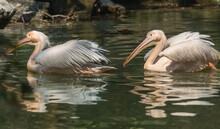 Great White Pelican Birds Swimming At An Indian Bird Sanctuary 