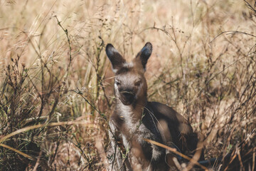 Poster - a kangaroo in a field